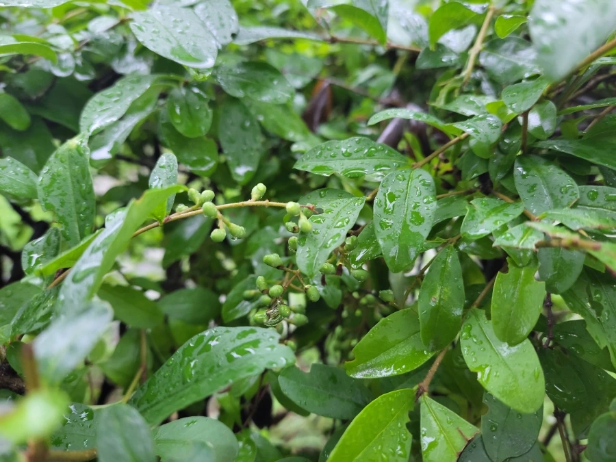 900%EF%BC%BF20250718%EF%BC%BF071540.jpg?type=w966