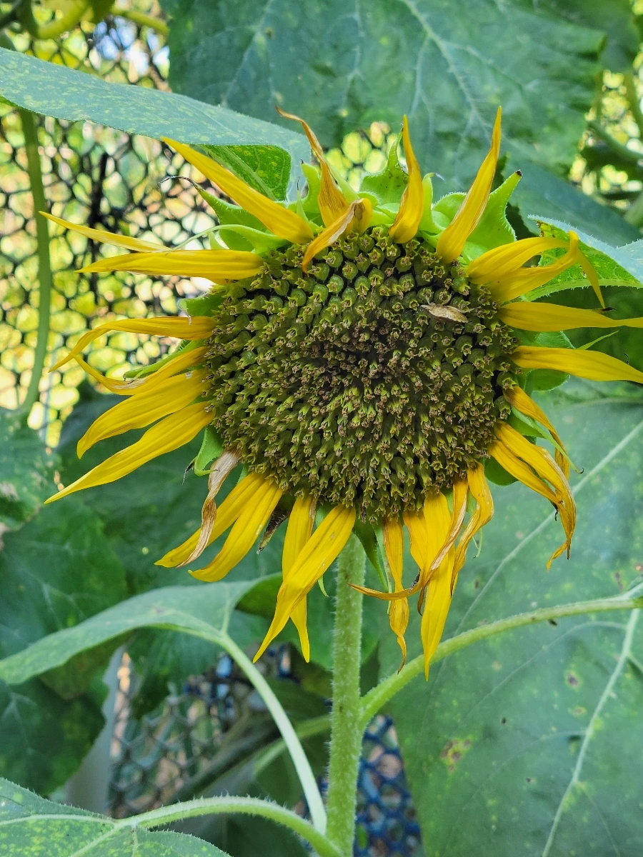 900%EF%BC%BF20250729%EF%BC%BF083747.jpg?type=w966