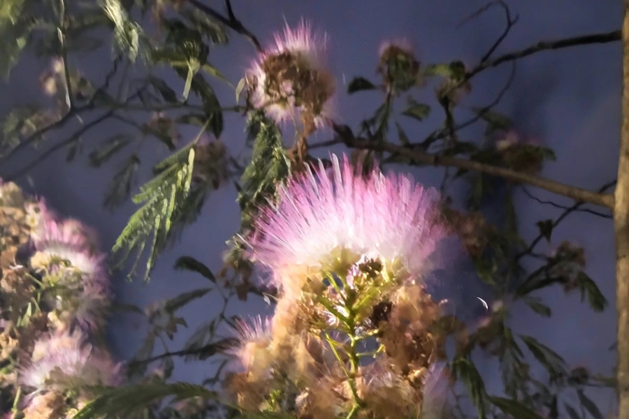 900%EF%BC%BF1751845003102.jpg?type=w966