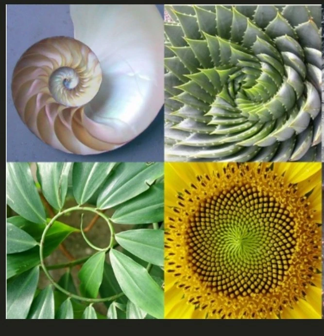 1751152071501.jpg?type=w966