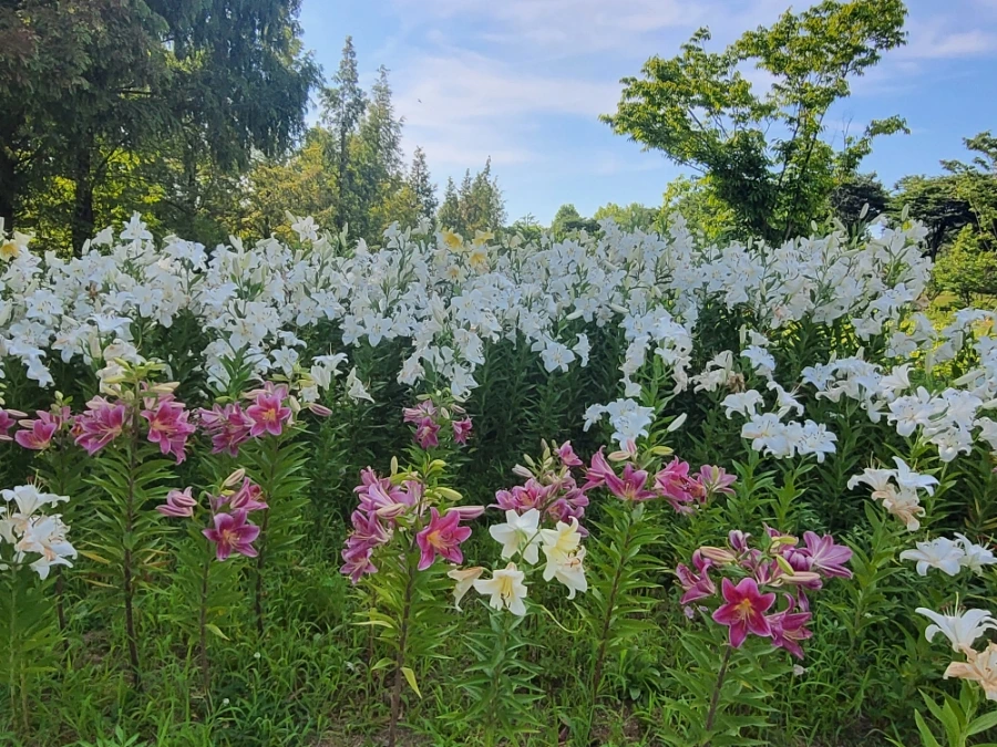 900%EF%BC%BF20250712%EF%BC%BF163708.jpg?type=w966