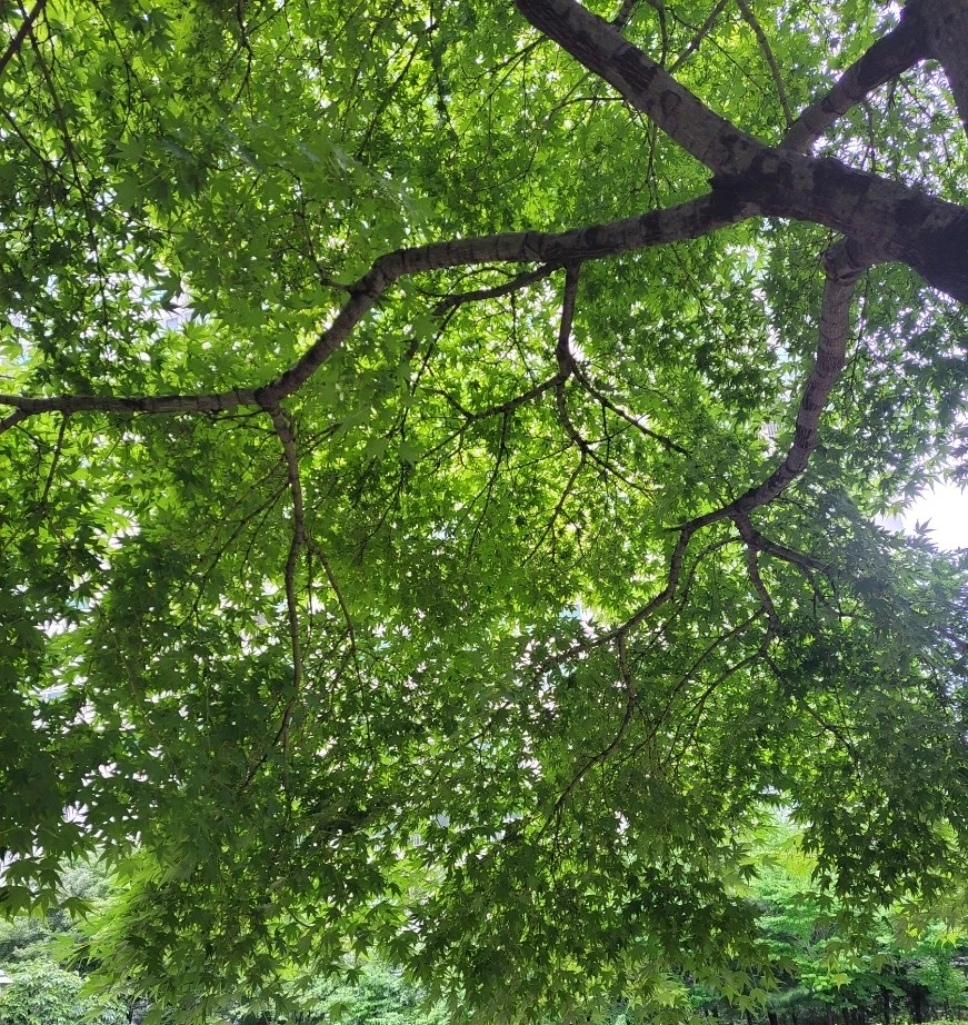 1751152190764.jpg?type=w966