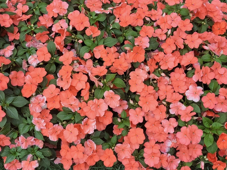 900%EF%BC%BF20250629%EF%BC%BF141443.jpg?type=w966