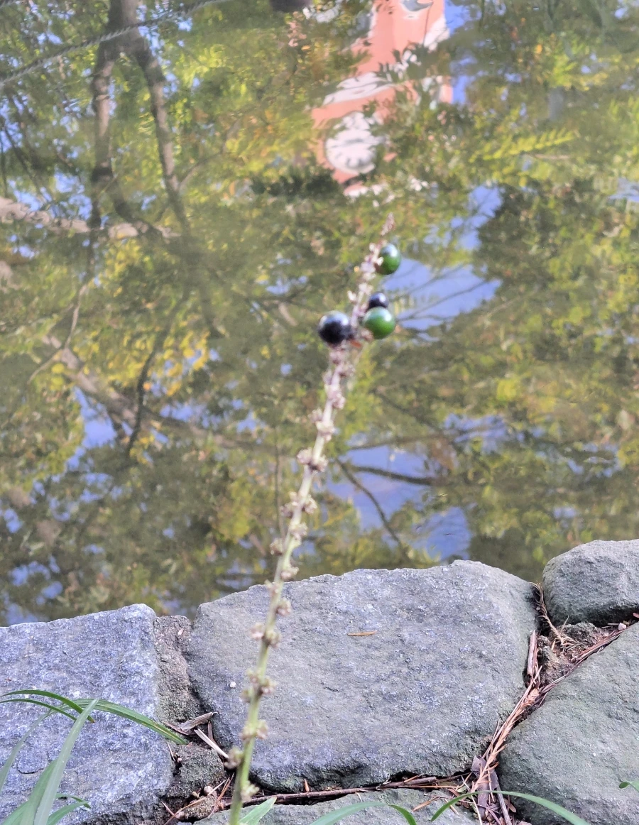 900%EF%BC%BF1760839421282.jpg?type=w3840