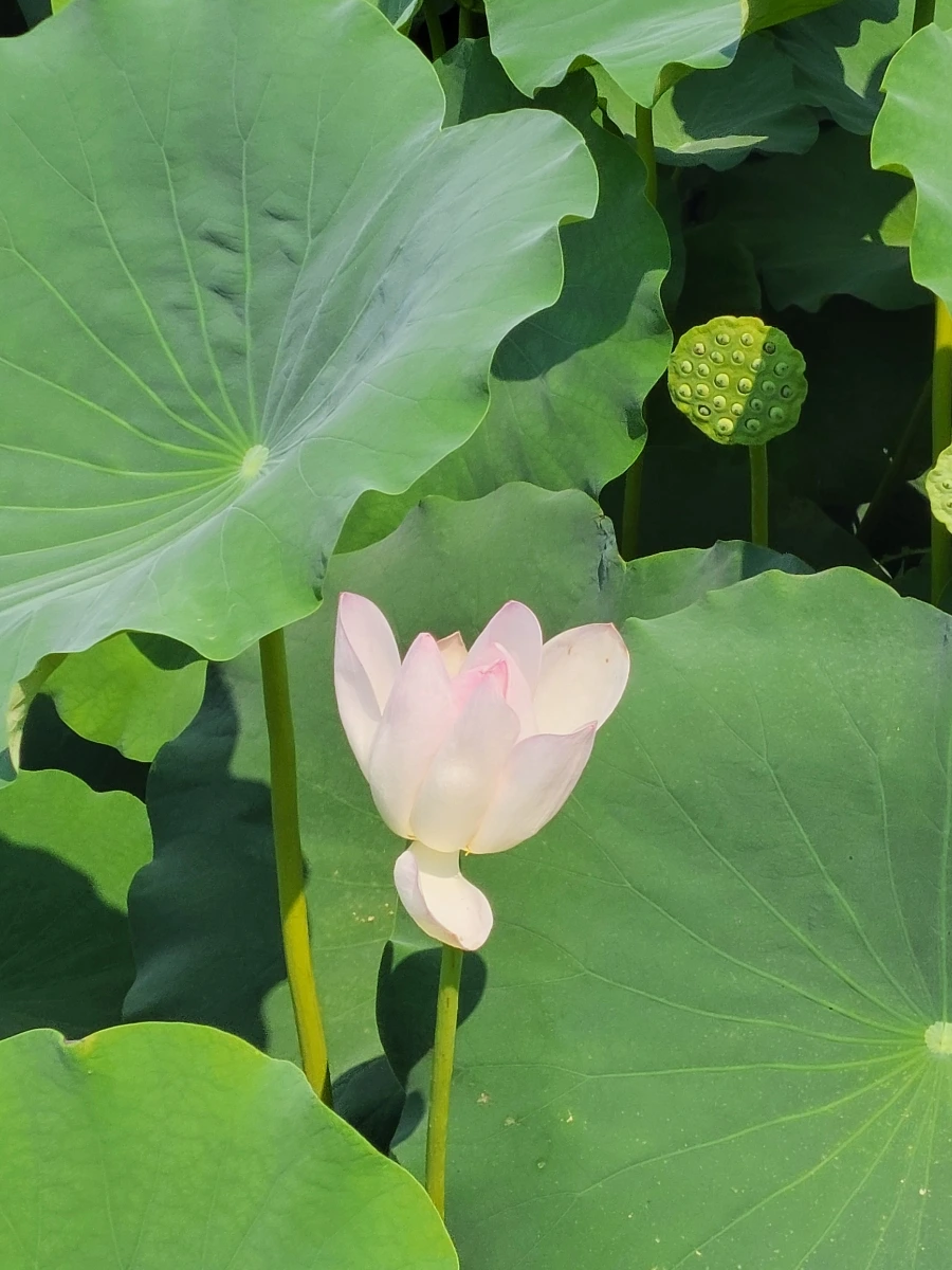 900%EF%BC%BF20250729%EF%BC%BF150855.jpg?type=w966