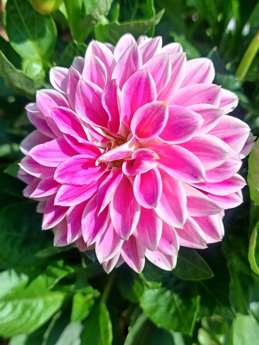 900%EF%BC%BF1749191862004.jpg?type=w966