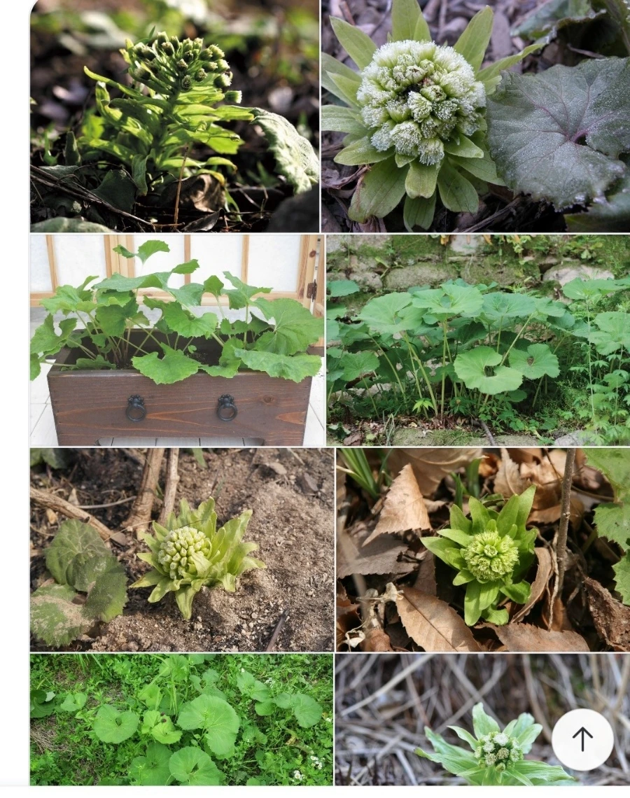 900%EF%BC%BF1748914294850.jpg?type=w966