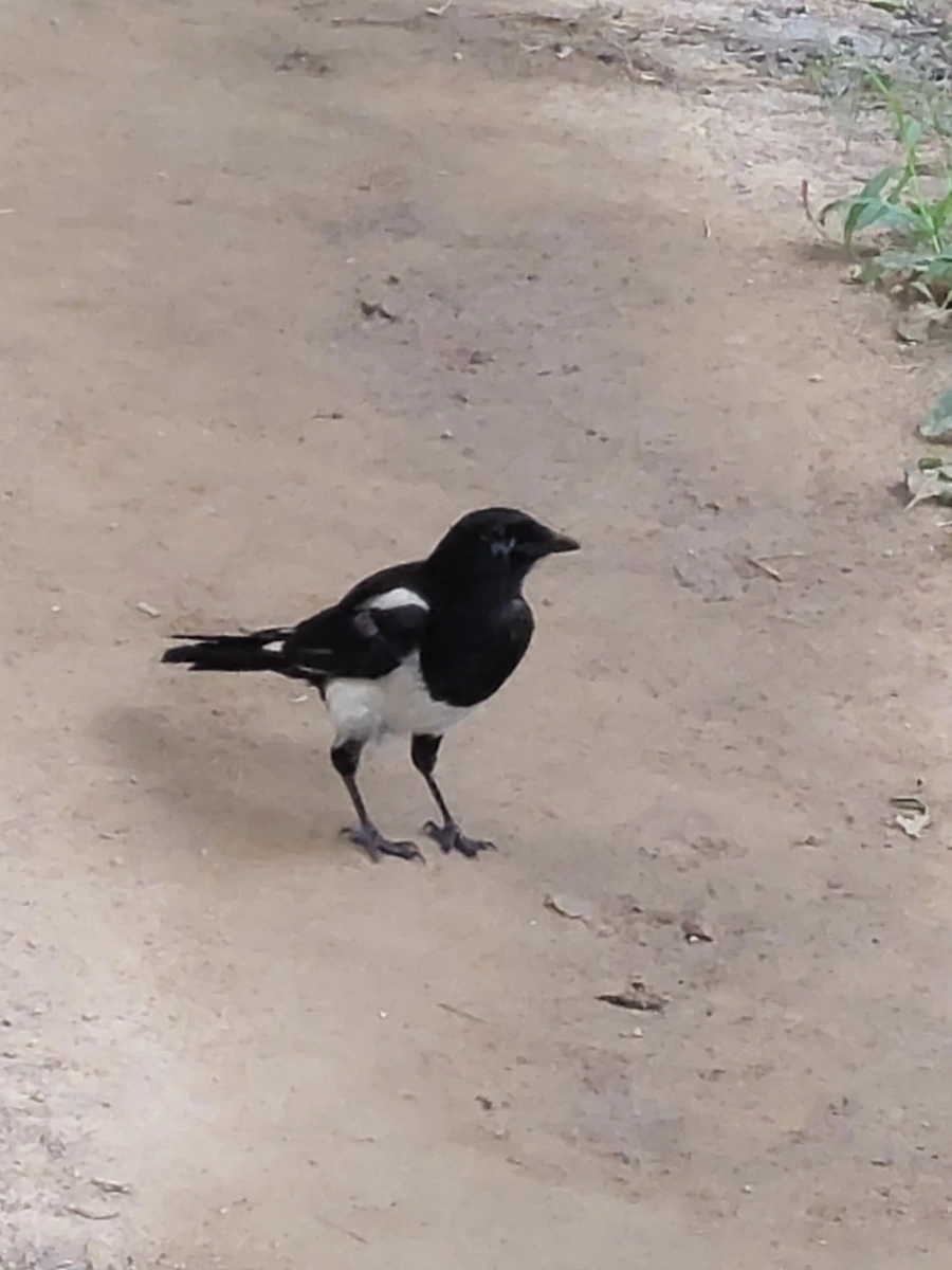 900%EF%BC%BF20250706%EF%BC%BF184327.jpg?type=w966