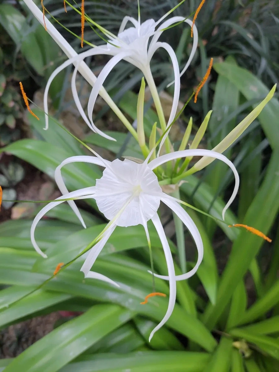 900%EF%BC%BF20250712%EF%BC%BF163229.jpg?type=w966