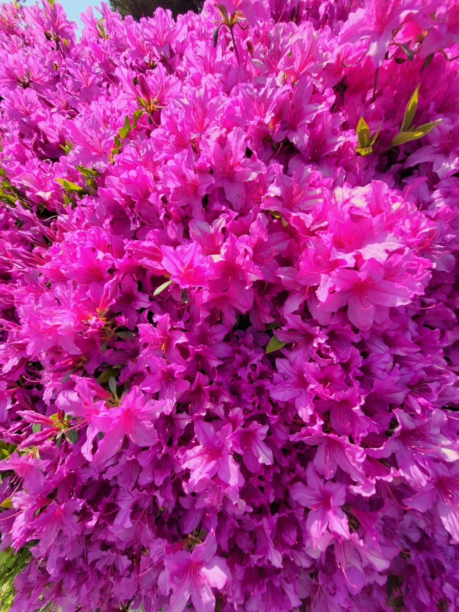 900%EF%BC%BF20250426%EF%BC%BF142958.jpg?type=w966