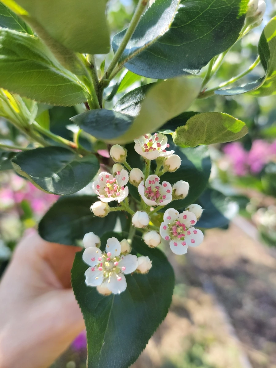 900%EF%BC%BF20250426%EF%BC%BF142341.jpg?type=w966