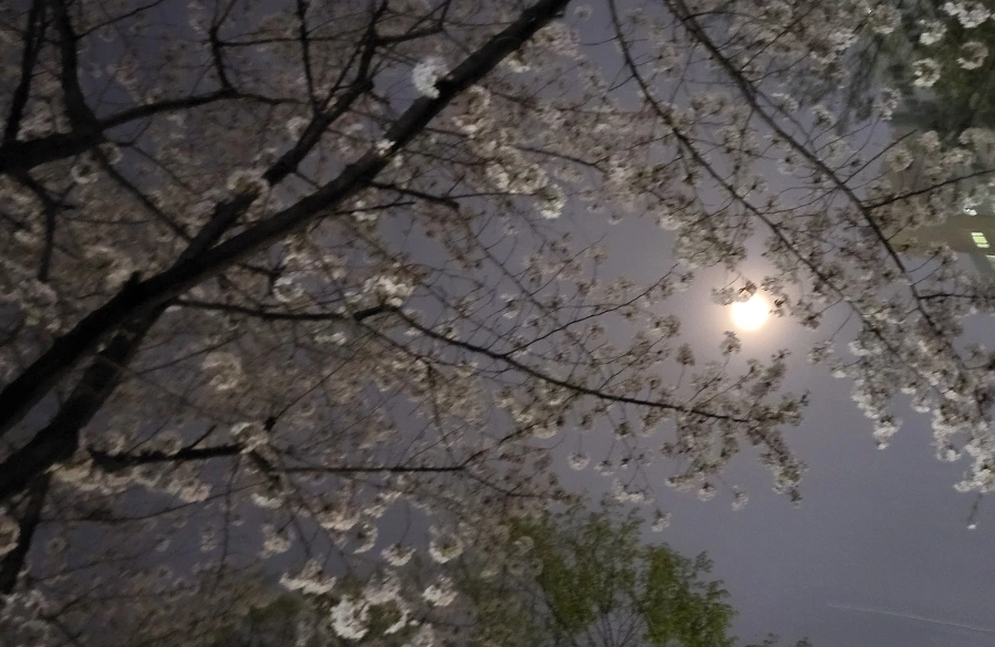 900%EF%BC%BF20250411%EF%BC%BF204610.jpg?type=w966