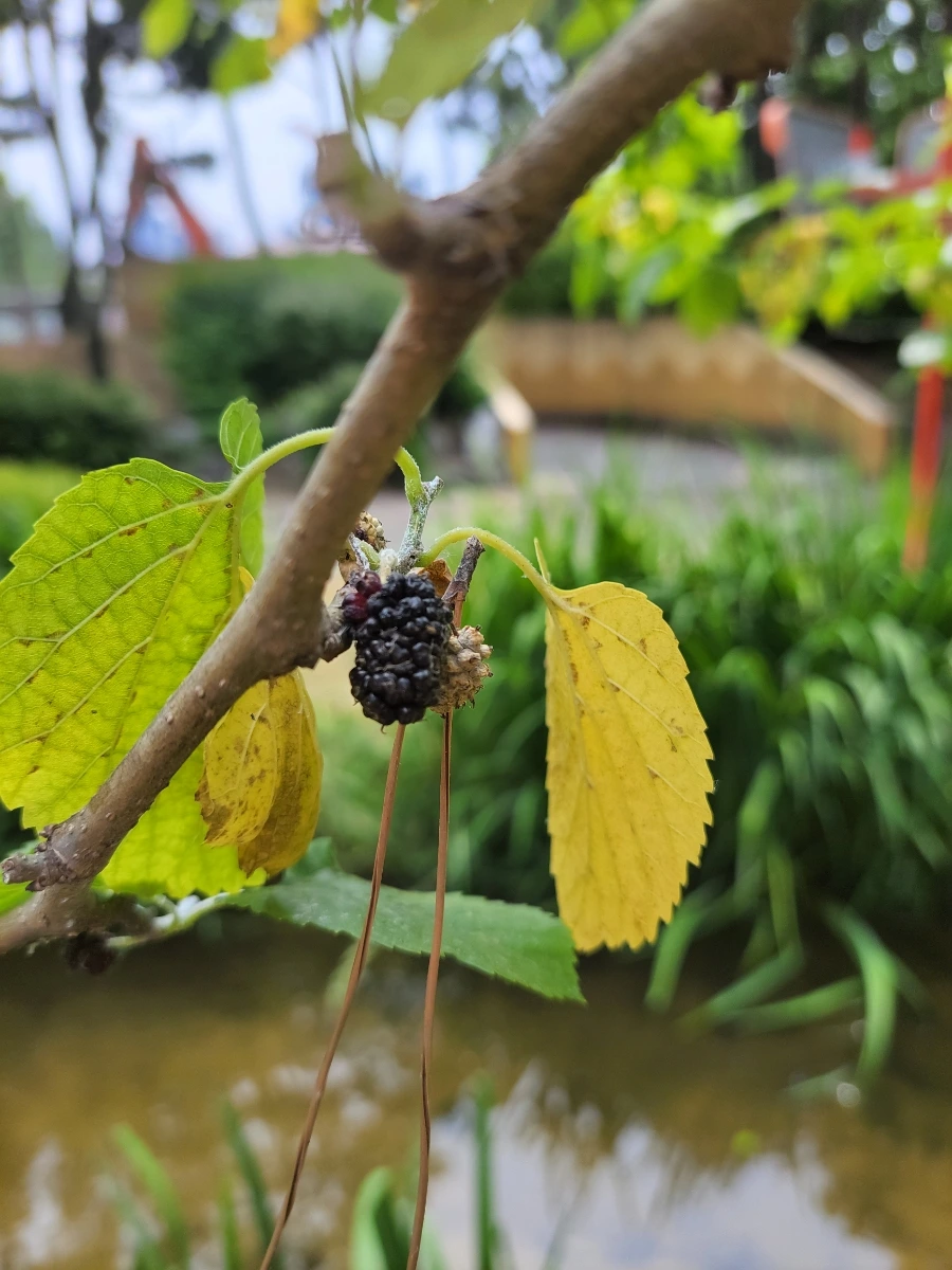 900%EF%BC%BF20250613%EF%BC%BF102505.jpg?type=w966