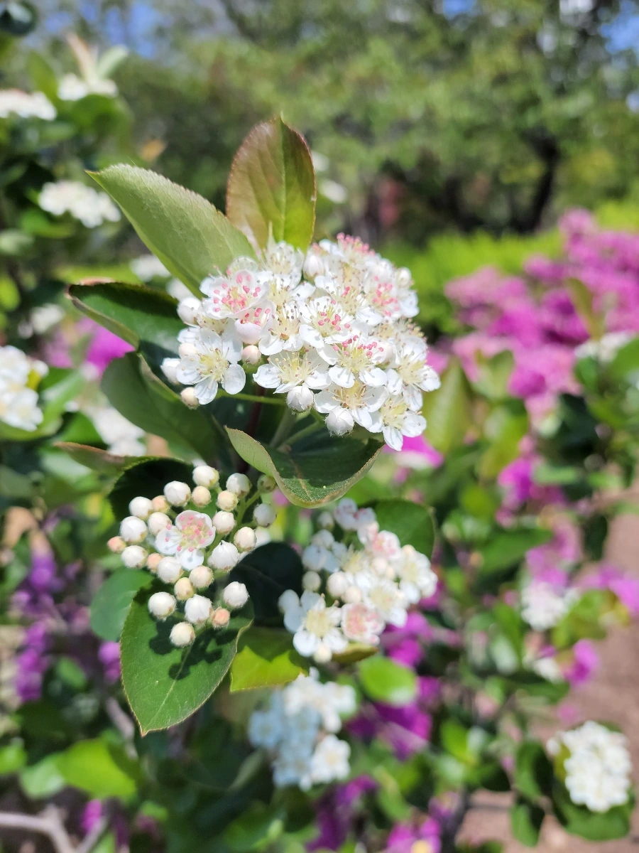 900%EF%BC%BF20250426%EF%BC%BF142351.jpg?type=w966