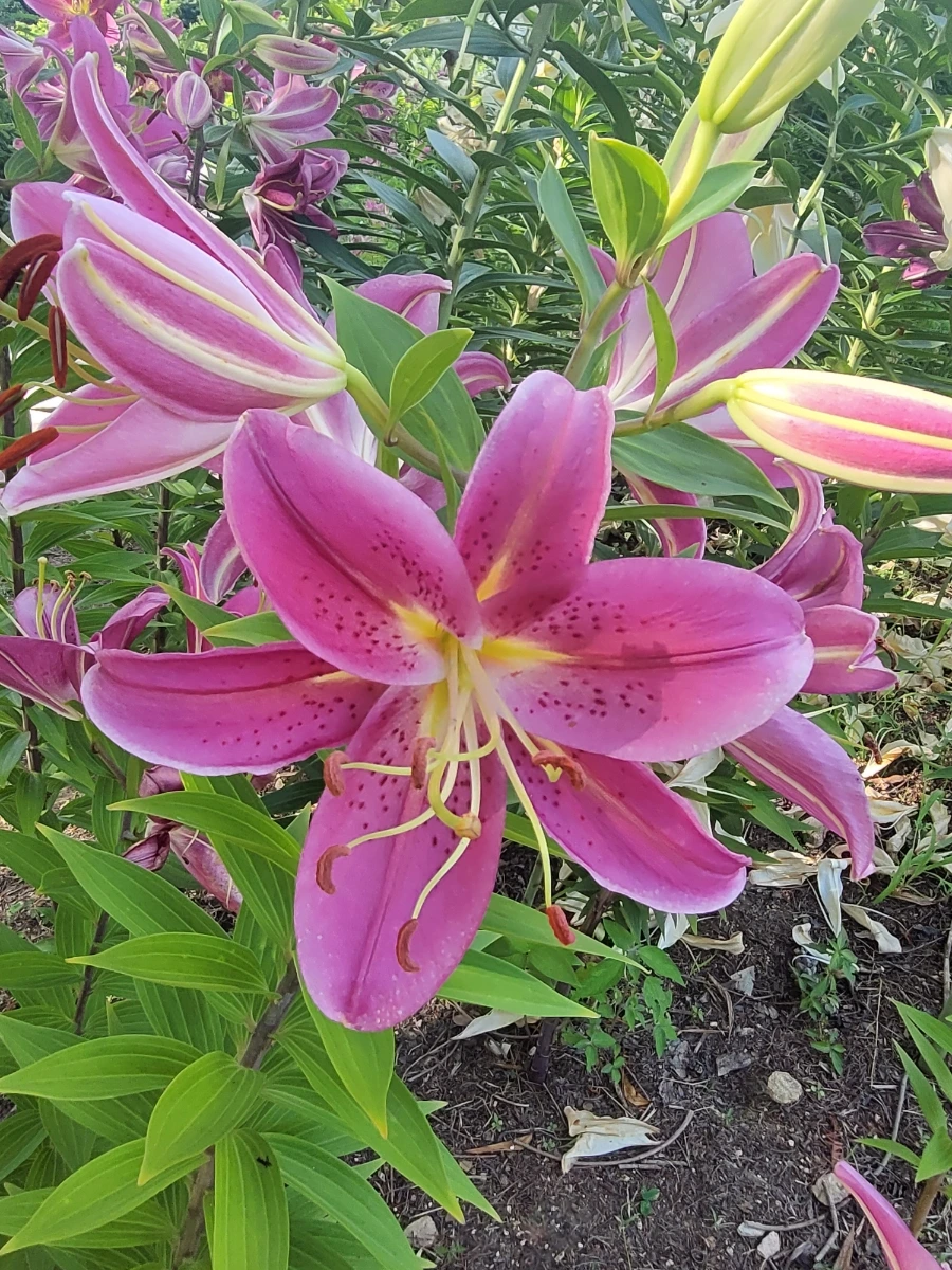 900%EF%BC%BF20250712%EF%BC%BF163827.jpg?type=w966