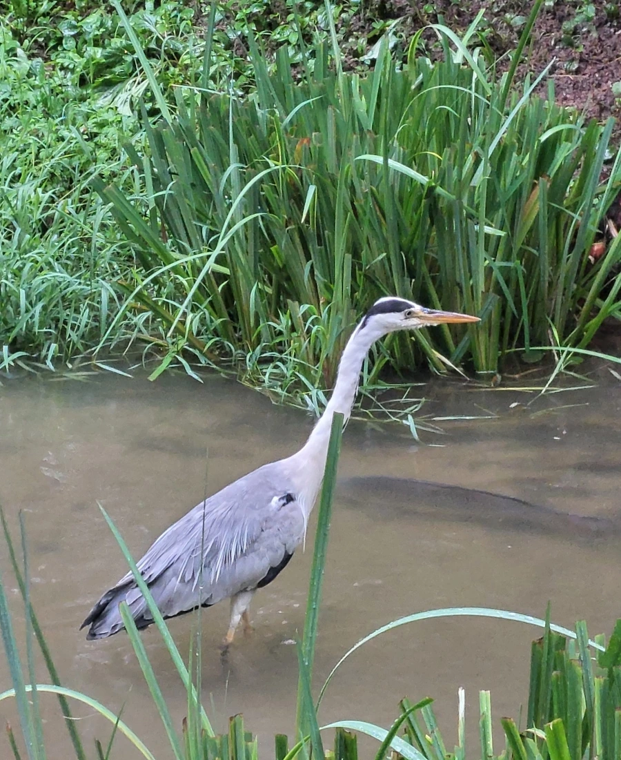 900%EF%BC%BF1752890034007.jpg?type=w966