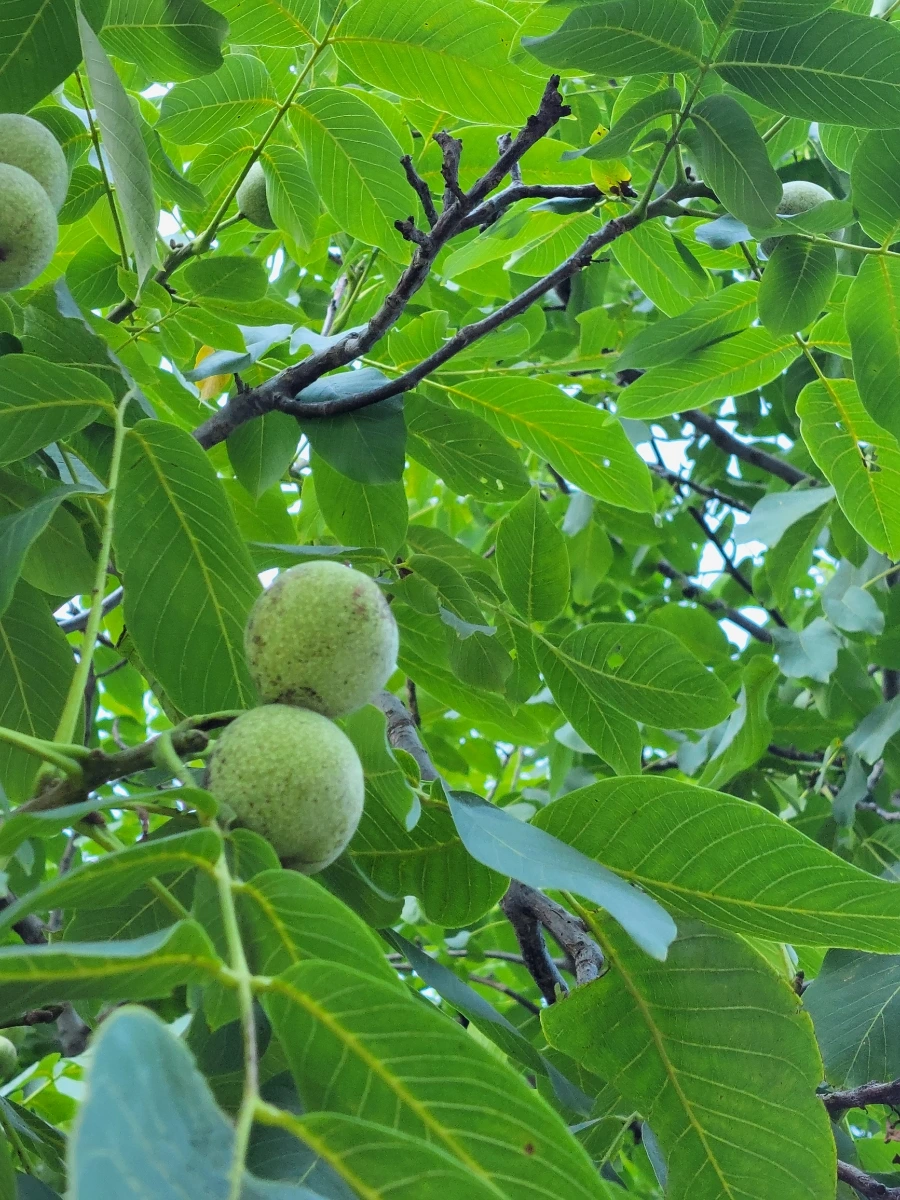 900%EF%BC%BF20250729%EF%BC%BF084903.jpg?type=w966