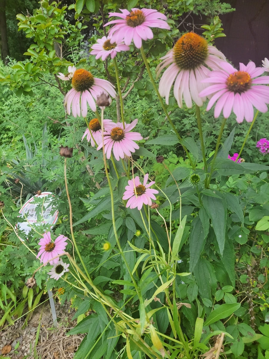 900%EF%BC%BF20250714%EF%BC%BF094428.jpg?type=w966