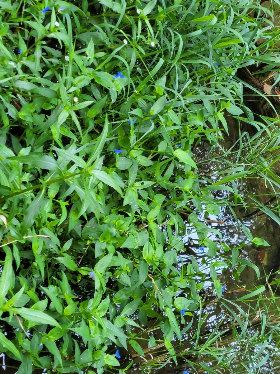 900%EF%BC%BF20250805%EF%BC%BF083134.jpg?type=w966