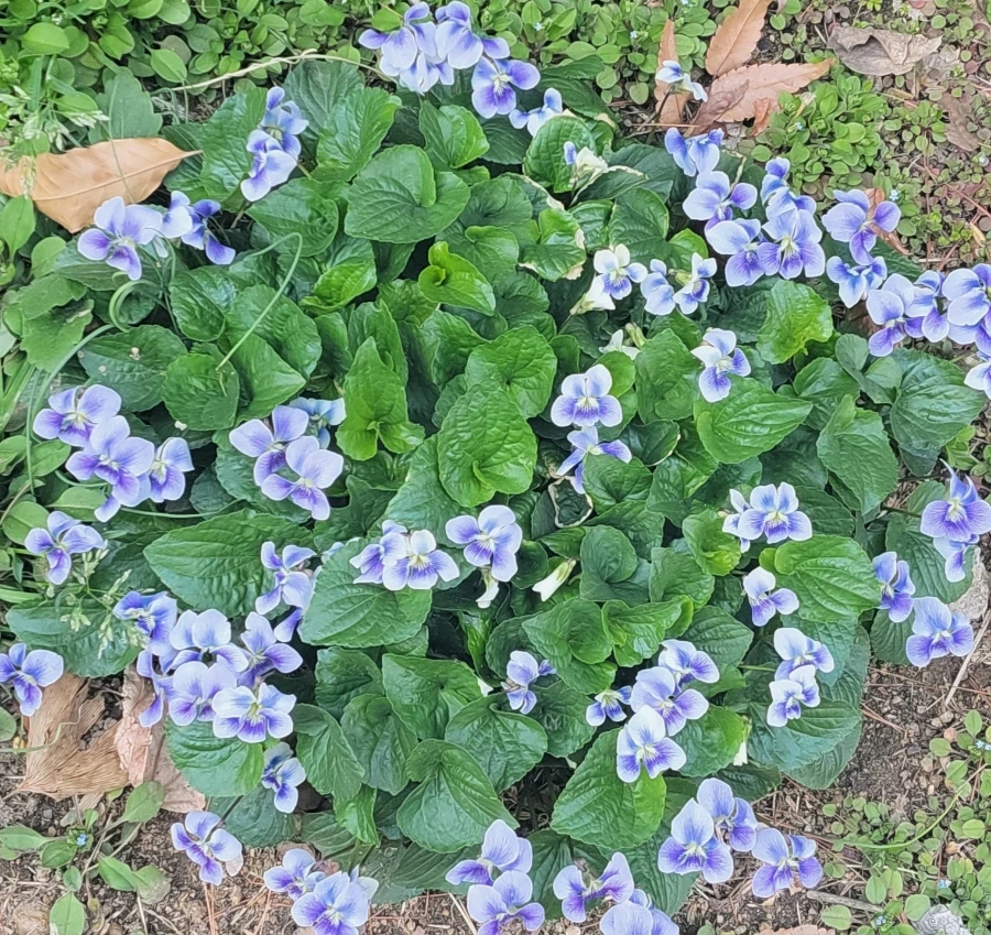 900%EF%BC%BF20250408%EF%BC%BF141733.jpg?type=w966