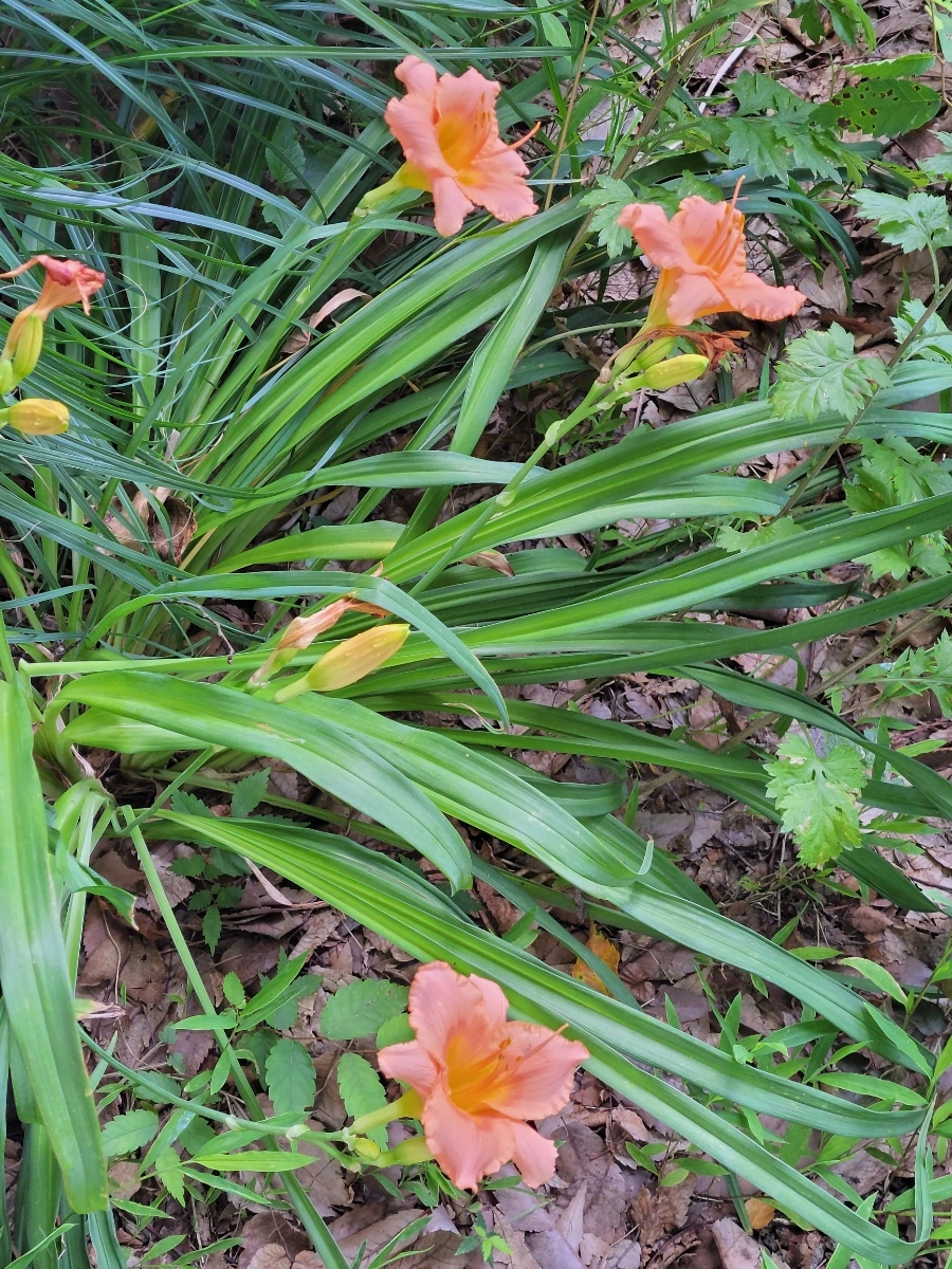 900%EF%BC%BF20250701%EF%BC%BF143530.jpg?type=w966