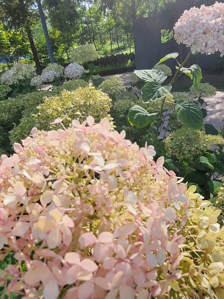 900%EF%BC%BF20250712%EF%BC%BF163809.jpg?type=w966