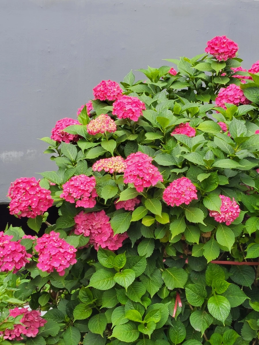 900%EF%BC%BF20250630%EF%BC%BF135256.jpg?type=w966