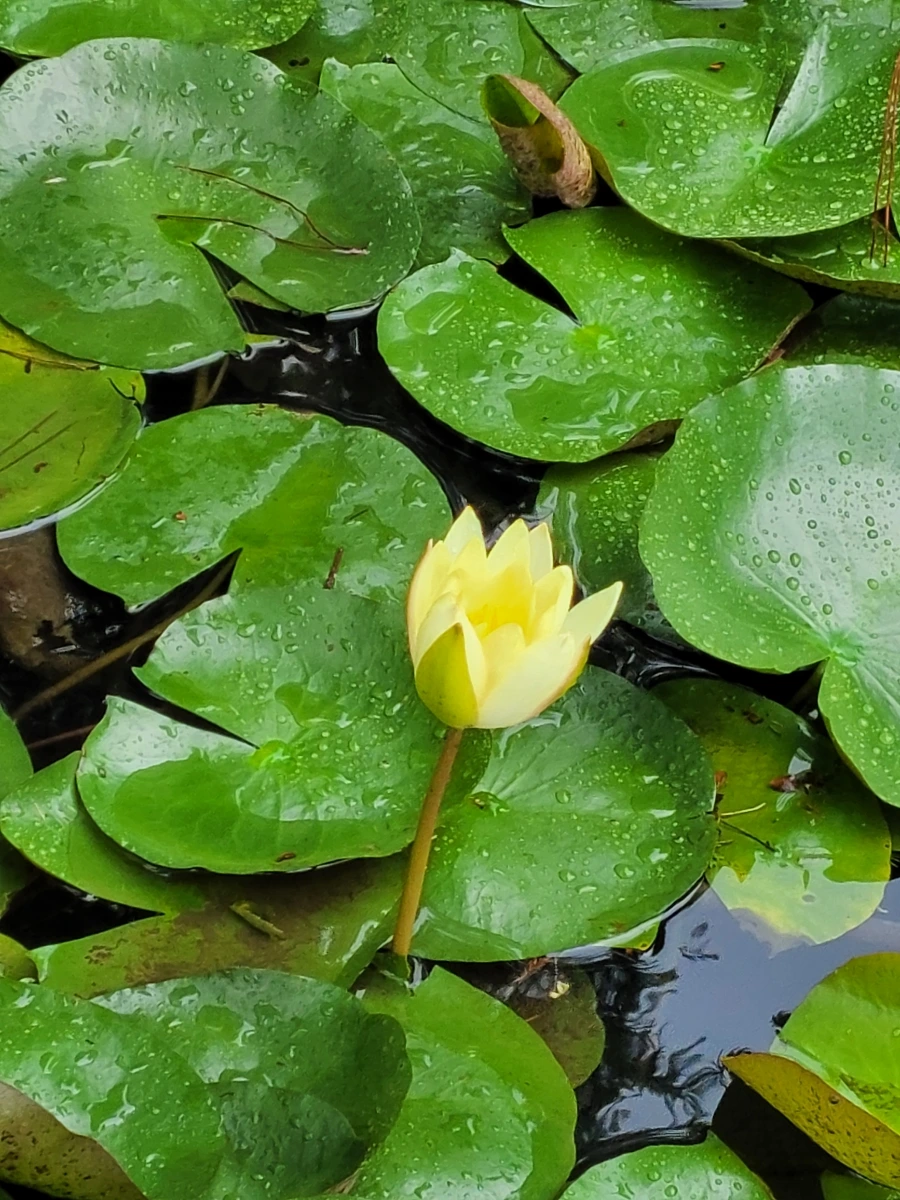 900%EF%BC%BF20250720%EF%BC%BF075153.jpg?type=w966