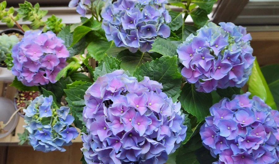 900%EF%BC%BF1751351362017.jpg?type=w966