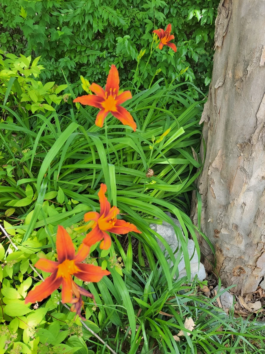 900%EF%BC%BF20250701%EF%BC%BF143656.jpg?type=w966