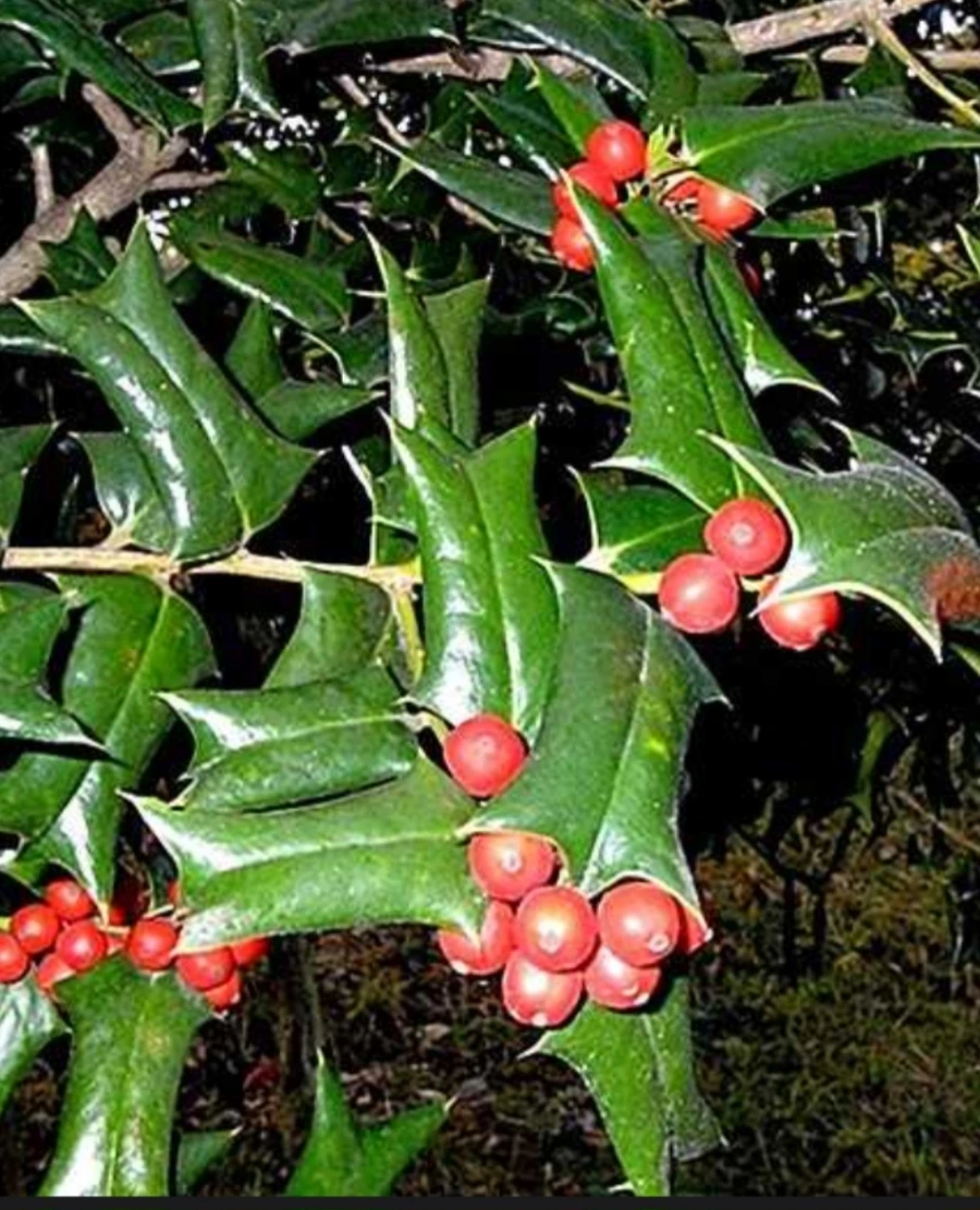 900%EF%BC%BFScreenshot%EF%BC%BF20251019%EF%BC%BF194248%EF%BC%BFNAVER.jpg?type=w3840