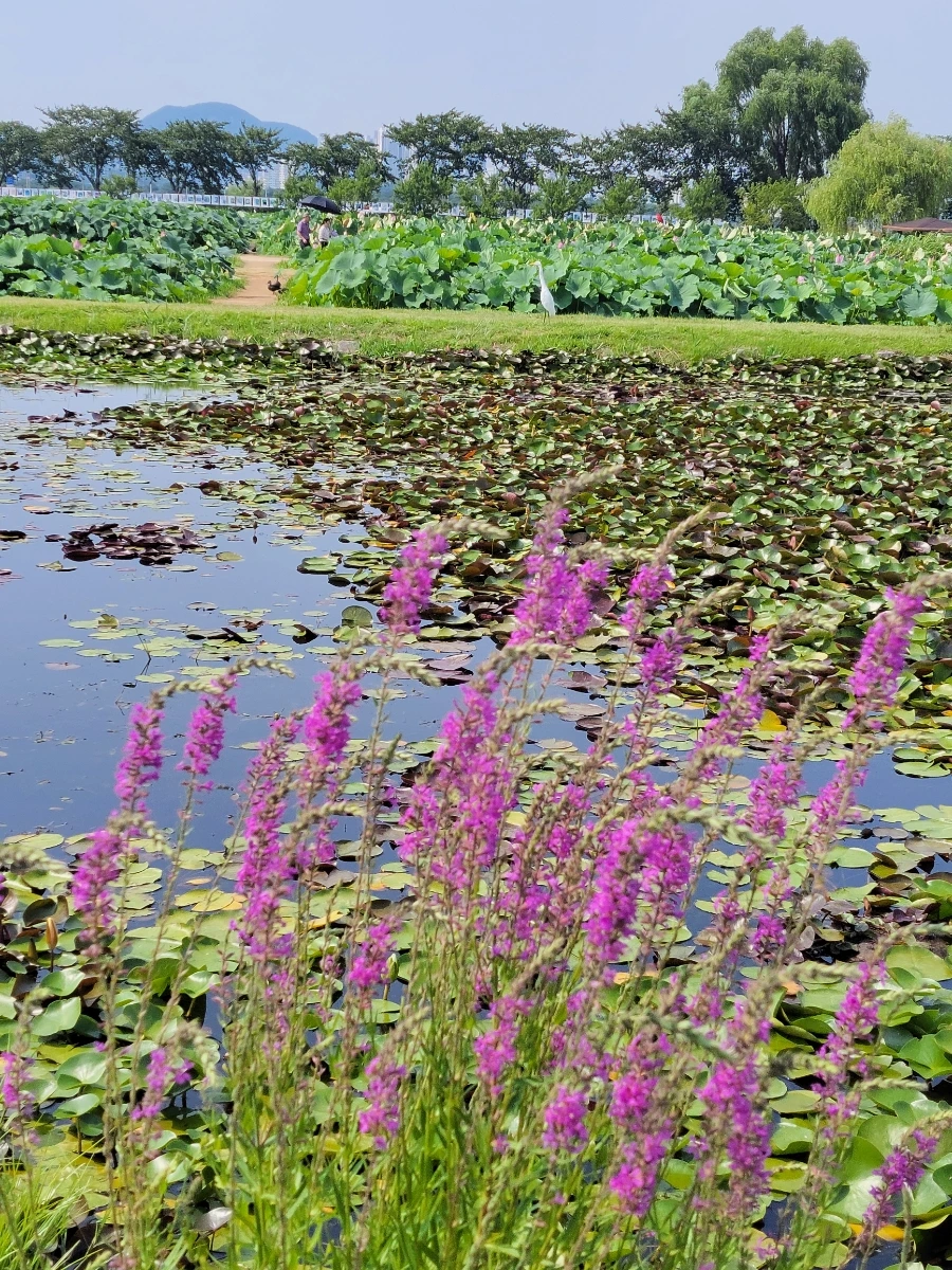 900%EF%BC%BF20250729%EF%BC%BF151628.jpg?type=w966