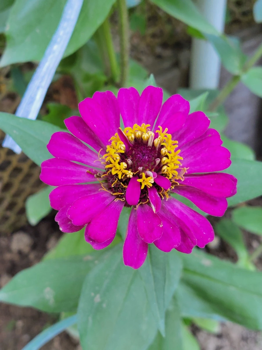 900%EF%BC%BF20250729%EF%BC%BF083741.jpg?type=w966