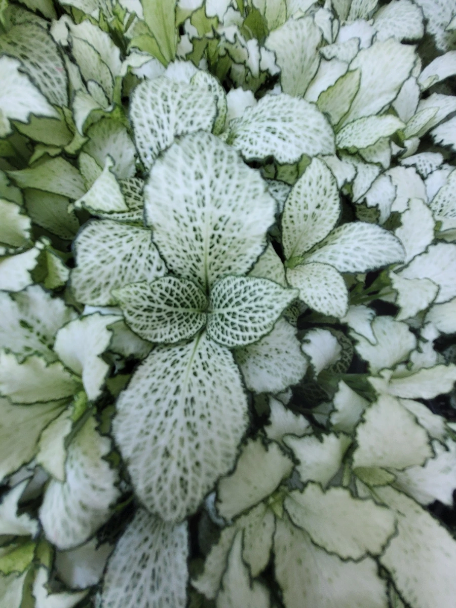 900%EF%BC%BF20250727%EF%BC%BF132347.jpg?type=w966