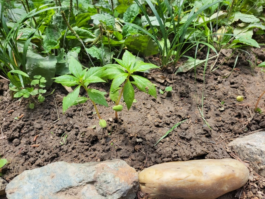 900%EF%BC%BF20250615%EF%BC%BF094446.jpg?type=w966