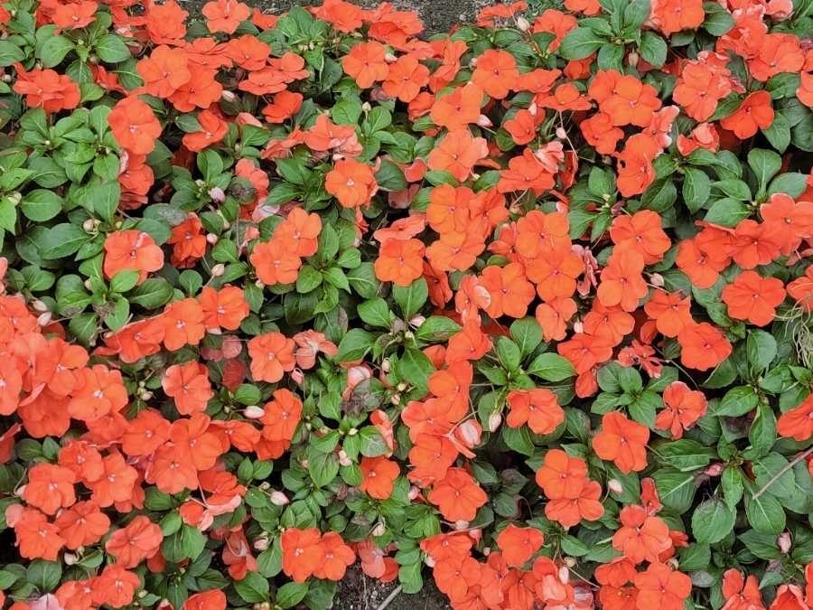 900%EF%BC%BF20250629%EF%BC%BF141438.jpg?type=w966