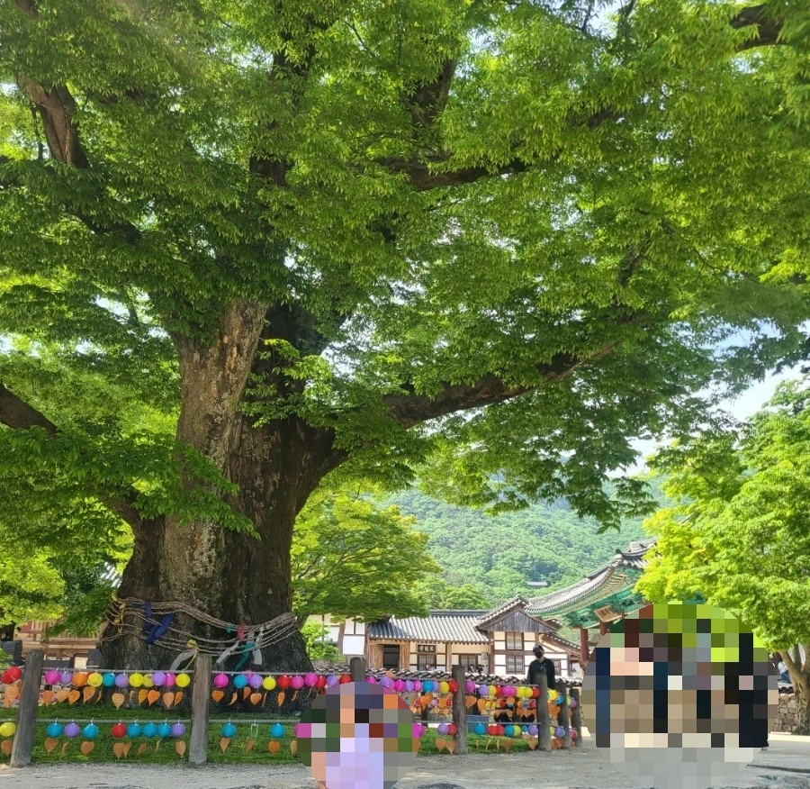 1750193681442.jpg?type=w966