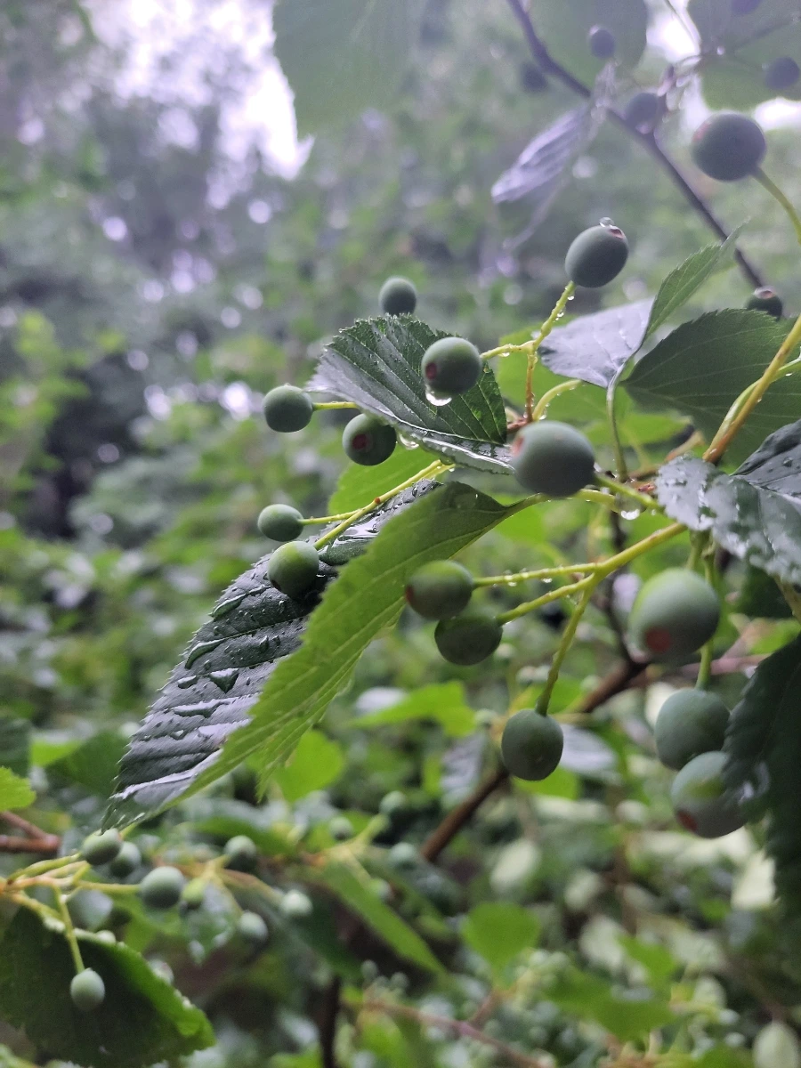 900%EF%BC%BF20250719%EF%BC%BF080215.jpg?type=w966