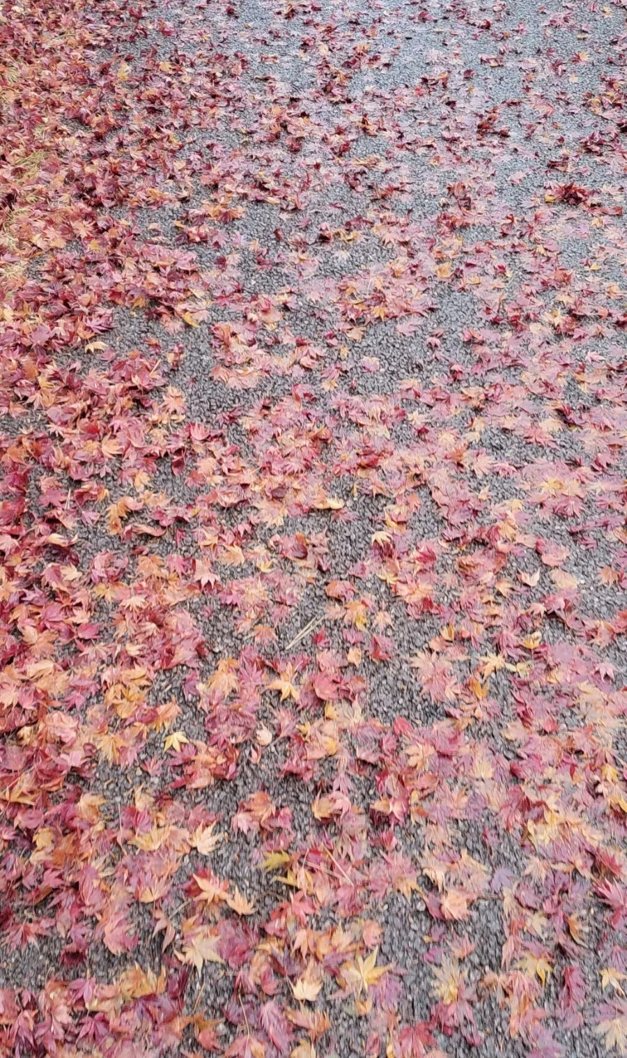 900%EF%BC%BF1736433722247.jpg?type=w966