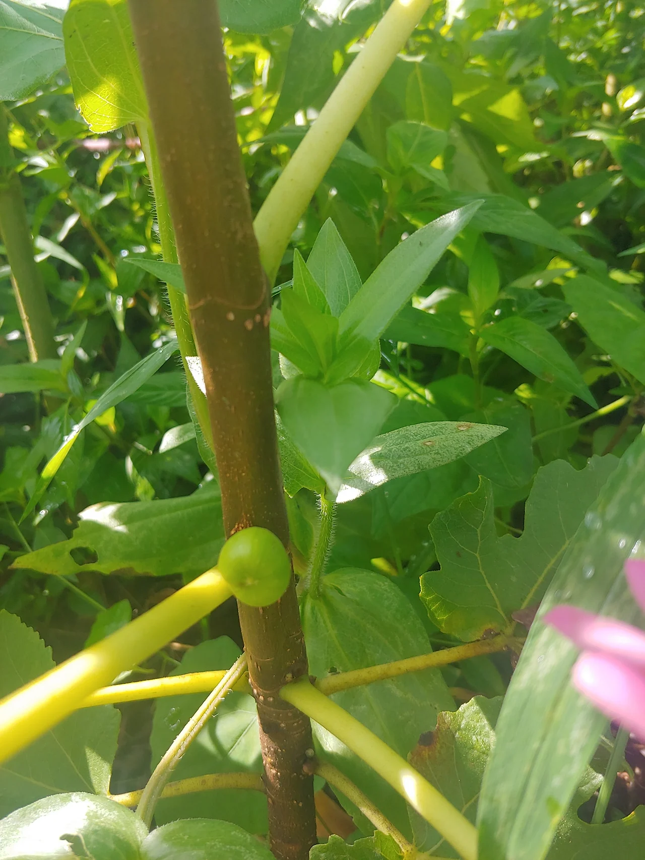 370428867_6604343152945311_6606548736067906171_n.jpg?_nc_cat=108&ccb=1-7&_nc_sid=833d8c&_nc_ohc=QGHQJem7Fg8Q7kNvgG4YMIS&_nc_ht=scontent-ssn1-1.xx&oh=00_AYD-qZjSAdJKAAJ4kw-ikKUH0LNfhnNRFwiZWnfMRWGXeg&oe=66DC1CD4