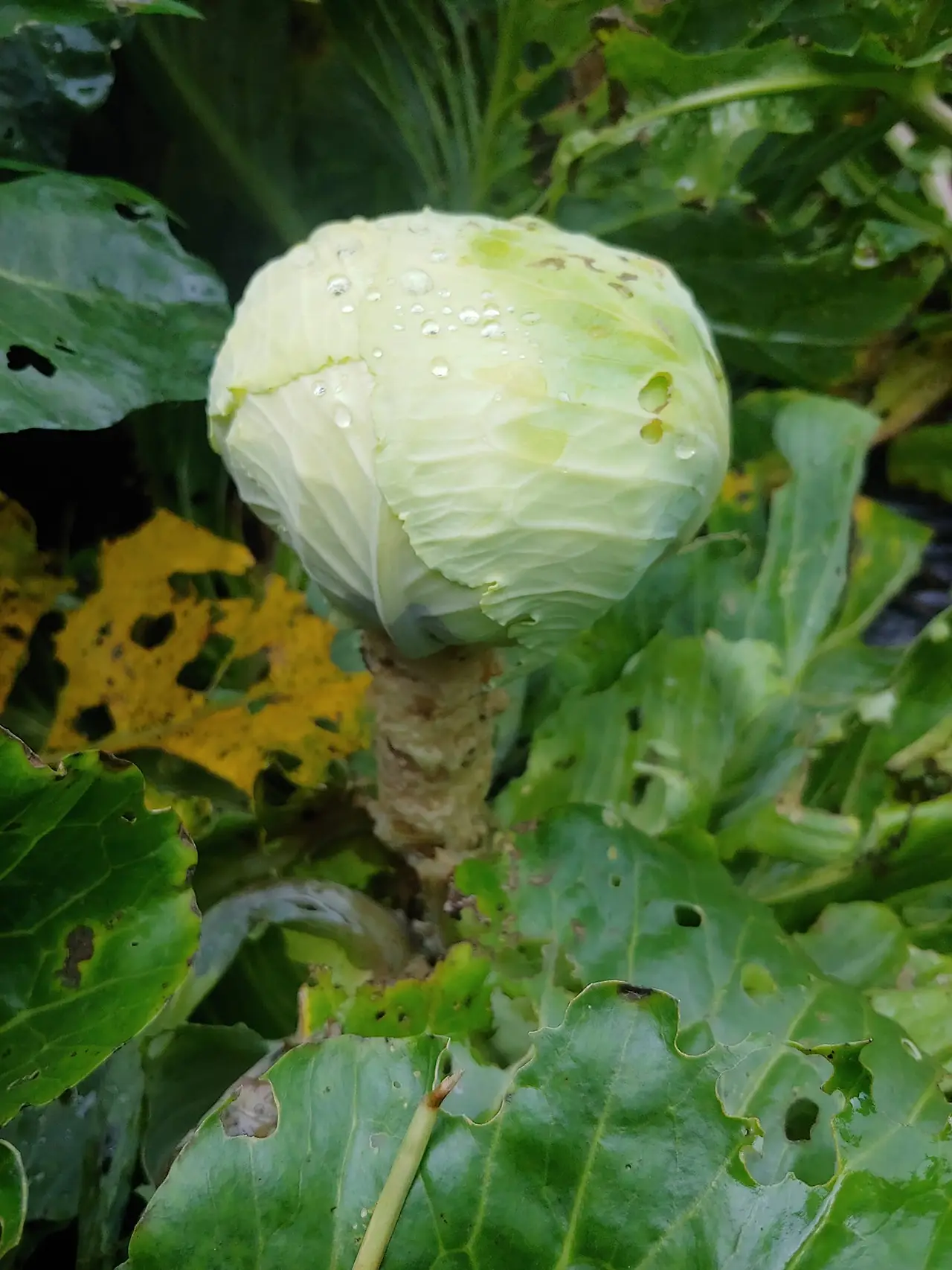 451818445_7962865297093083_1951187039124484108_n.jpg?_nc_cat=105&ccb=1-7&_nc_sid=833d8c&_nc_ohc=HMBRx8IqptwQ7kNvgH41Jrp&_nc_ht=scontent-ssn1-1.xx&oh=00_AYAr7nPVjiwHBX_P_34WeZpttLfJ7LGUCbq24SMD_TreaQ&oe=669F9CCC