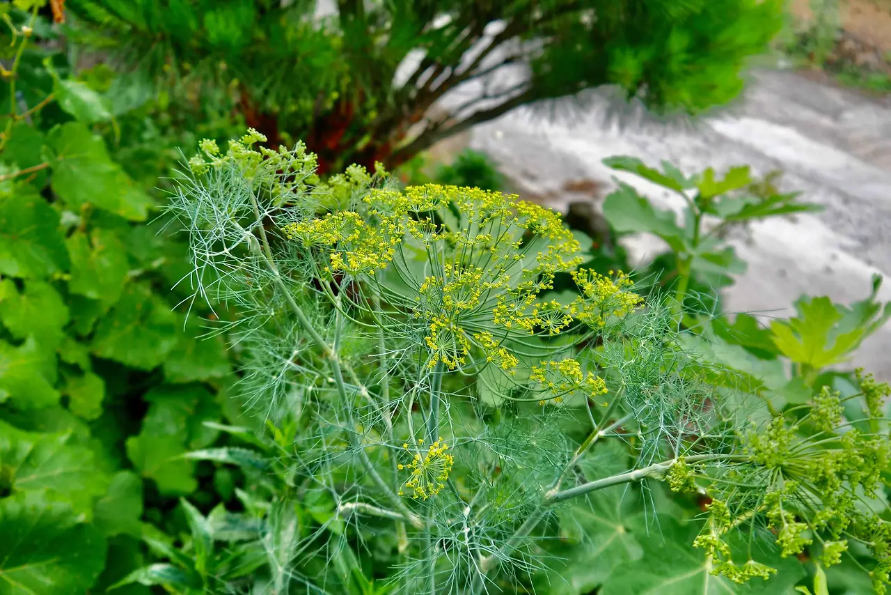 448469277_7816643055048642_4288239041628690464_n.jpg?_nc_cat=100&ccb=1-7&_nc_sid=5f2048&_nc_ohc=KVl3ZMUPto4Q7kNvgGVTowR&_nc_ht=scontent-ssn1-1.xx&oh=00_AYDVdGMaaPiktNcF1kN9Cd43ML13xeCbgmcGZsn0ZUkzbA&oe=667AAED9