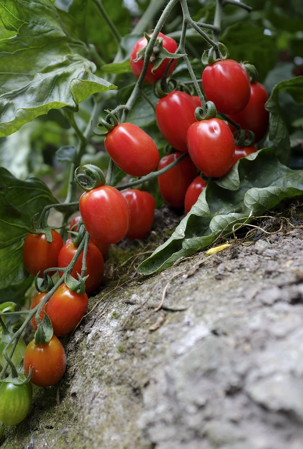 496021600_9823292997716961_6804239217158192591_n.jpg?_nc_cat=109&ccb=1-7&_nc_sid=127cfc&_nc_ohc=1NaRuR9QEYMQ7kNvwG1Xv5L&_nc_oc=Adk9Vq2gvvWdALsIvg92_LY_nSSbaz6SmQ19oiXJWtF3nL4AlEvhmPmri9MFmUBDj4M&_nc_zt=23&_nc_ht=scontent-ssn1-1.xx&_nc_gid=arqEgQPNc-hHLa2GpWNLMw&oh=00_AfLVLRDgczZrMI9tDfpA6aCr5xJ0b3HgXtp0Wrtg2K2epg&oe=682085E4