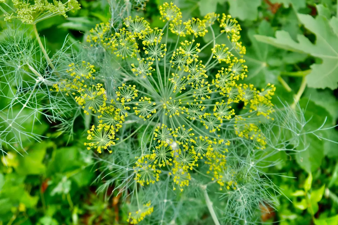 448676551_7816640688382212_806166995978750667_n.jpg?_nc_cat=103&ccb=1-7&_nc_sid=5f2048&_nc_ohc=QxVjNJBkIKMQ7kNvgGy1emM&_nc_ht=scontent-ssn1-1.xx&oh=00_AYAf43fgZkD0q80pbMicw9rCwMYgqaEp9E5VnUXBtY4eTQ&oe=667AC0AB