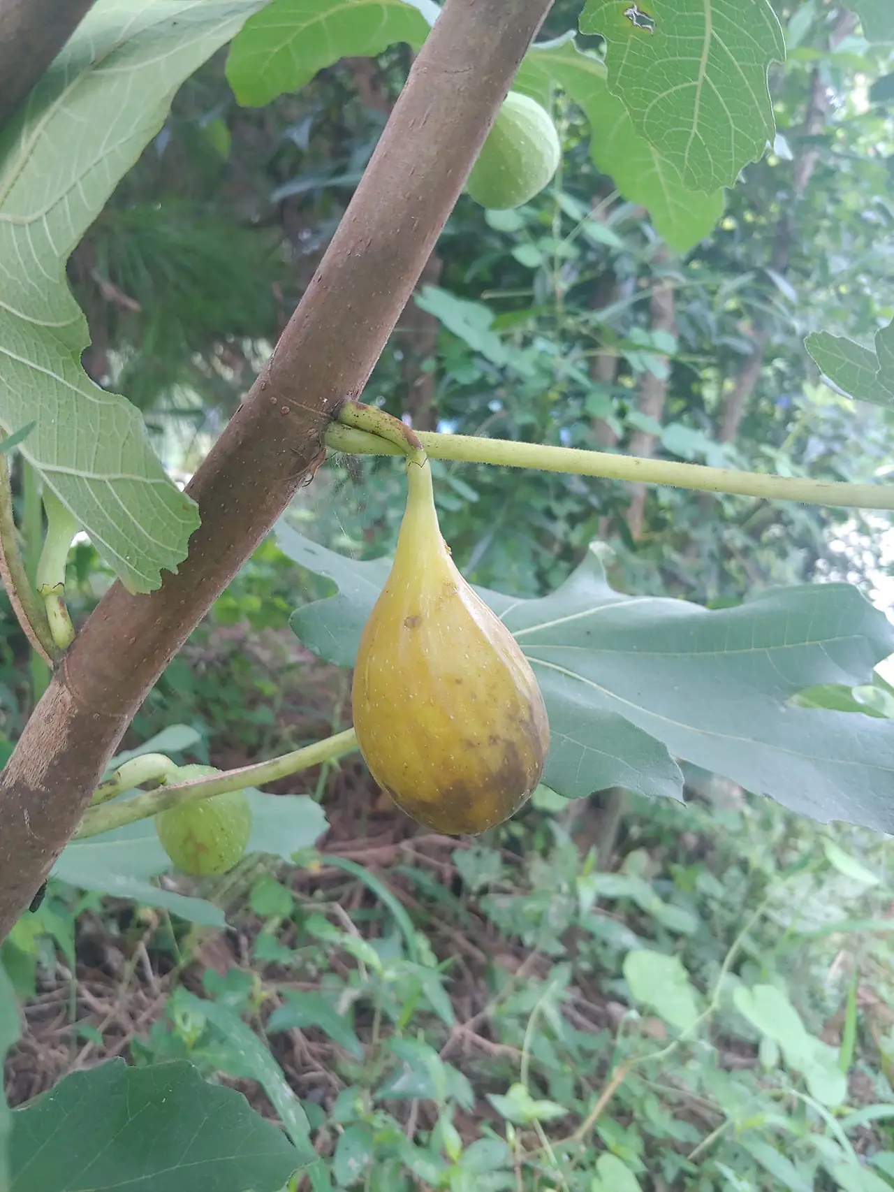 457017533_8196097733769837_8345610502268574218_n.jpg?_nc_cat=105&ccb=1-7&_nc_sid=833d8c&_nc_ohc=-GZ8RRFet3oQ7kNvgEoA9Li&_nc_ht=scontent-ssn1-1.xx&oh=00_AYAqMwkkCsWu6qaQzvVFxR2p_Zt3yVAXDlucuNKdTGd9KA&oe=66DC265D