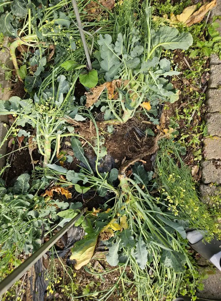 495571524_9830687046977556_56462604744886946_n.jpg?stp=cp6_dst-jpg_tt6&_nc_cat=109&ccb=1-7&_nc_sid=833d8c&_nc_ohc=y2DCblukqJsQ7kNvwH3usBF&_nc_oc=Adn2bgepJB6tUeeRe5oZ-yGfjzD8SN5TjfsIs5mC54vVbLInB4vGQPUH_ZkhttFcM5w&_nc_zt=23&_nc_ht=scontent-ssn1-1.xx&_nc_gid=T132HwbdjaDAxMiG2eAggQ&oh=00_AfINypCKUxthBSePdPqW0B5ewX1VpUL5eqeYV1kOnHlIbA&oe=6821C8D1