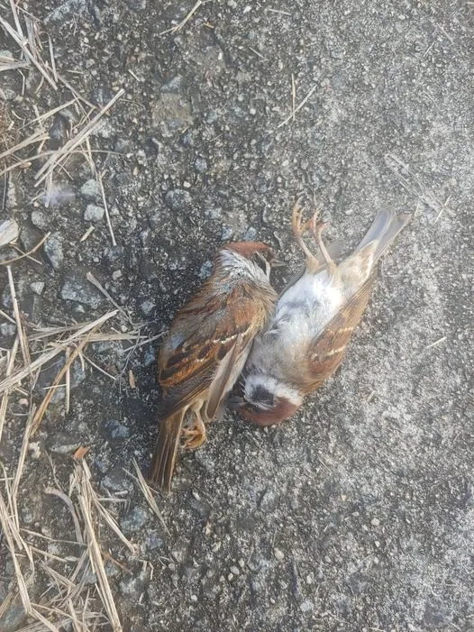 466735176_8773078962738375_6184322061683057836_n.jpg?stp=dst-jpg_p526x296&_nc_cat=109&ccb=1-7&_nc_sid=833d8c&_nc_ohc=0cQQR7KM-MYQ7kNvgHXd7i5&_nc_zt=23&_nc_ht=scontent-ssn1-1.xx&_nc_gid=AN7DtL8vl81dTxPWG9yU0JW&oh=00_AYCGfURlVKWQMsJwSz36OfwSv6jemR2y8EgDHne8H4O-iw&oe=67387D12