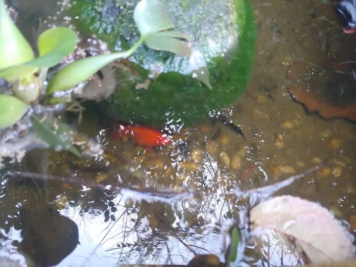 469198154_8904415062938097_2679586641282583075_n.jpg?stp=dst-jpg_s720x720_tt6&_nc_cat=100&ccb=1-7&_nc_sid=833d8c&_nc_ohc=hZAW1g0dUKoQ7kNvgEb2v3N&_nc_zt=23&_nc_ht=scontent-ssn1-1.xx&_nc_gid=Amz5XyHb9hDOpDKzQD3GcEp&oh=00_AYC-Q1zKbTJiC-n3h5JWNvo-zdPevScIHau7QuUYQESd1g&oe=6758289E