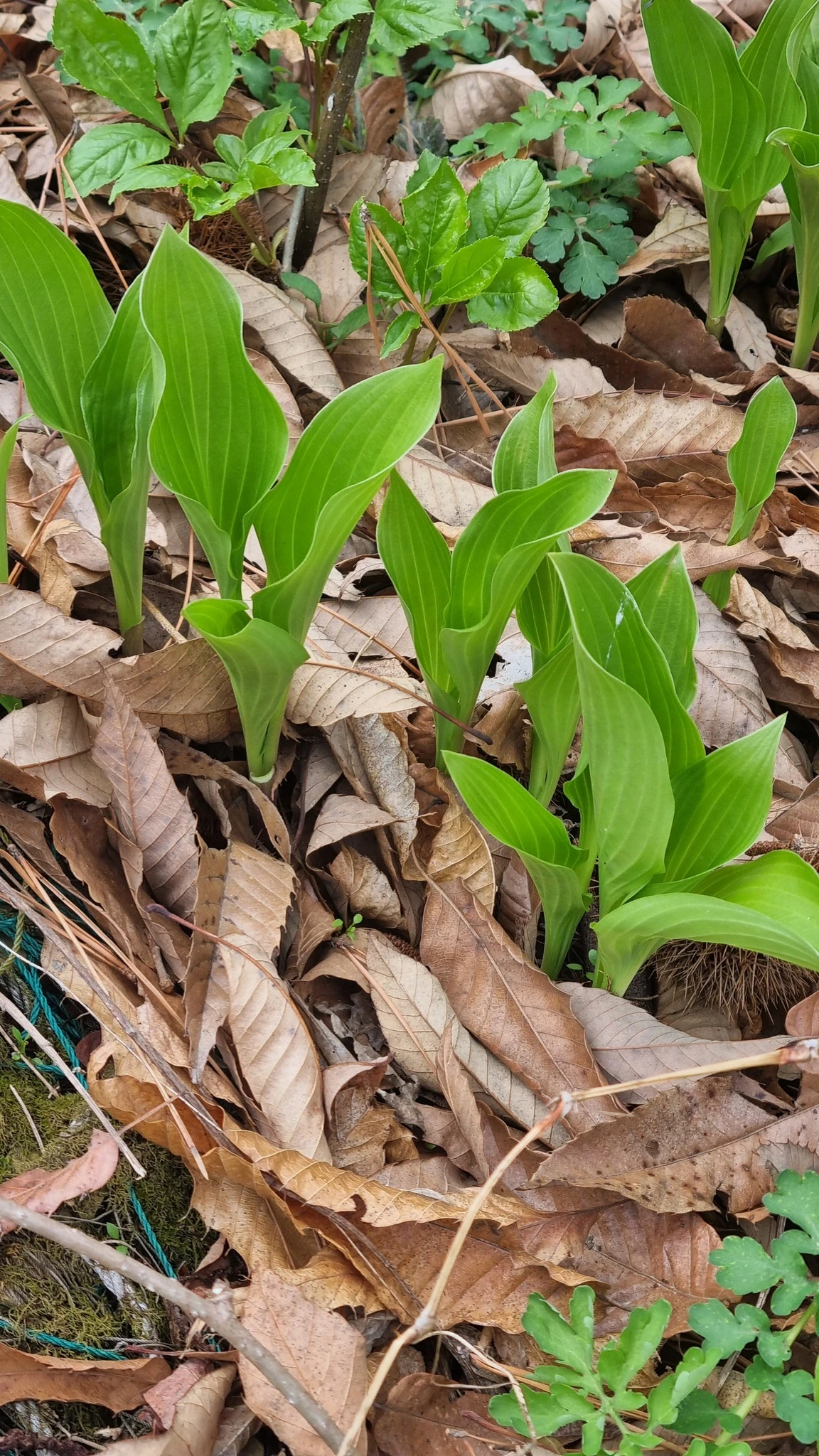 490809689_3348968141908145_3129158338931052430_n.jpg?_nc_cat=103&ccb=1-7&_nc_sid=833d8c&_nc_ohc=w9kRiaW8RiYQ7kNvwG93Ejz&_nc_oc=AdlwkBZdlhyo1-6vV3lOgOvB9anIkAFqtA3ZF4_GjBi6t2BxGRs_TIYKaoDiCZrHcug&_nc_zt=23&_nc_ht=scontent-ssn1-1.xx&_nc_gid=10UtMwagVJ8BCt-1y_jrQg&oh=00_AfHZQxedFJbE6tlI-PIRuWUWZCoWcifcbibVqoaWa6pN-w&oe=6807A772