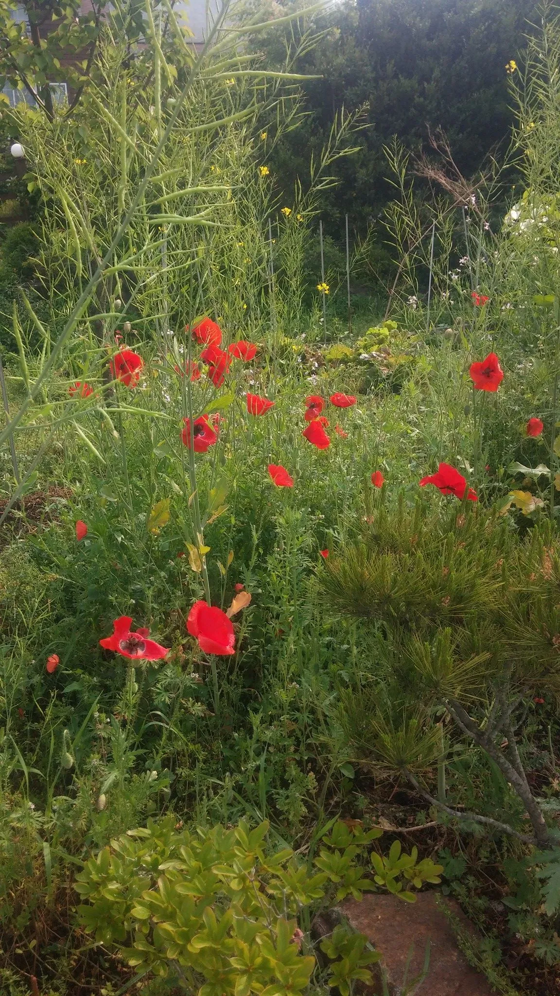 18422235_1374043942641951_2060368531981217561_o.jpg?_nc_cat=106&ccb=1-7&_nc_sid=7b2446&_nc_ohc=c9qK8NHzMuEQ7kNvgFz0JnY&_nc_ht=scontent-ssn1-1.xx&oh=00_AYDXrwJrBvHXJtXT19RhKVo76bjFEVtdvX-NFcMf05C9gw&oe=66AEB3E9